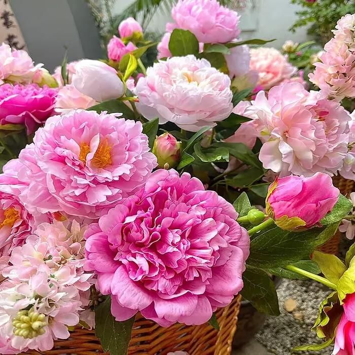 The Queen of Flowers?Peony Flower (Pack of 20) - REYNIXX