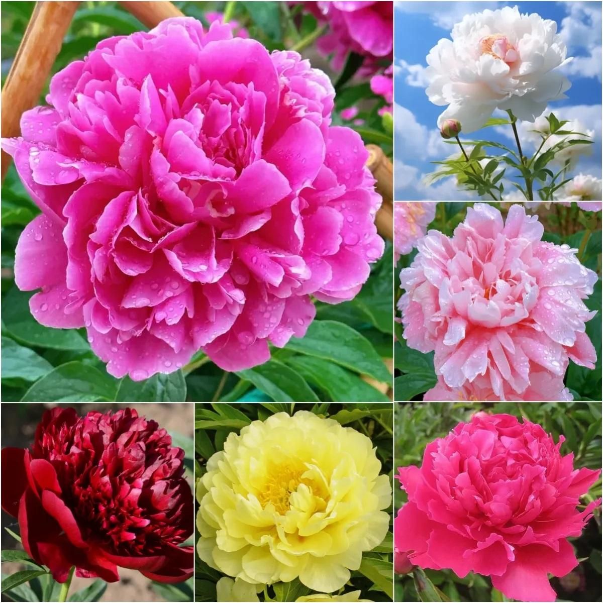 The Queen of Flowers?Peony Flower (Pack of 20) - REYNIXX