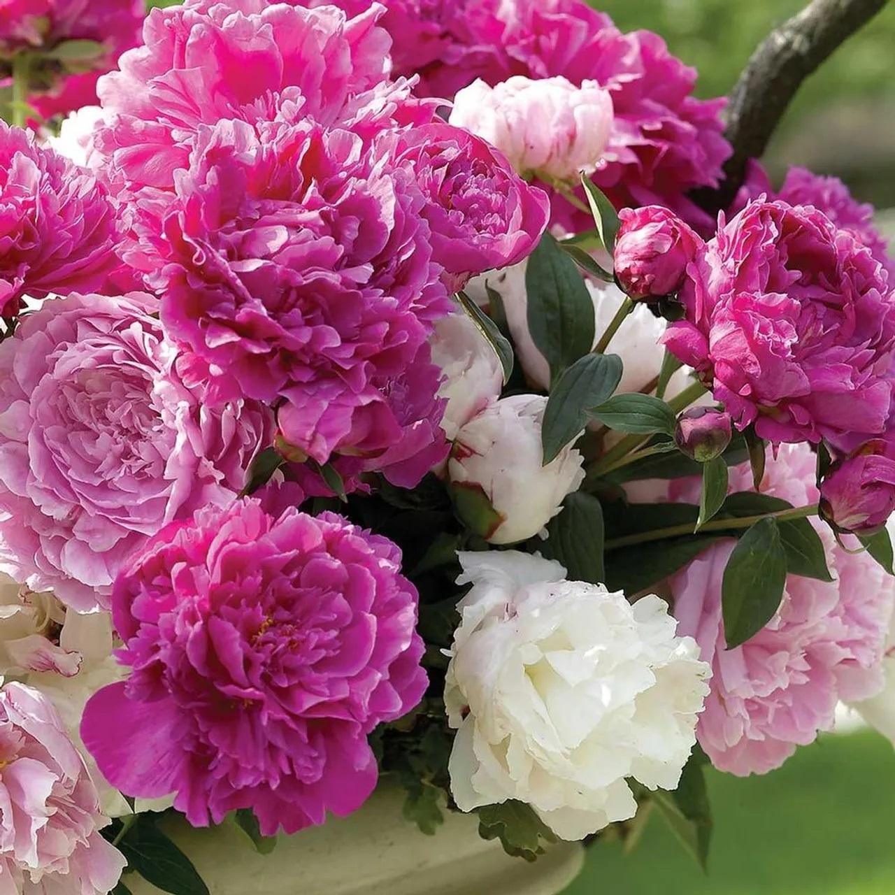 The Queen of Flowers?Peony Flower (Pack of 20) - REYNIXX