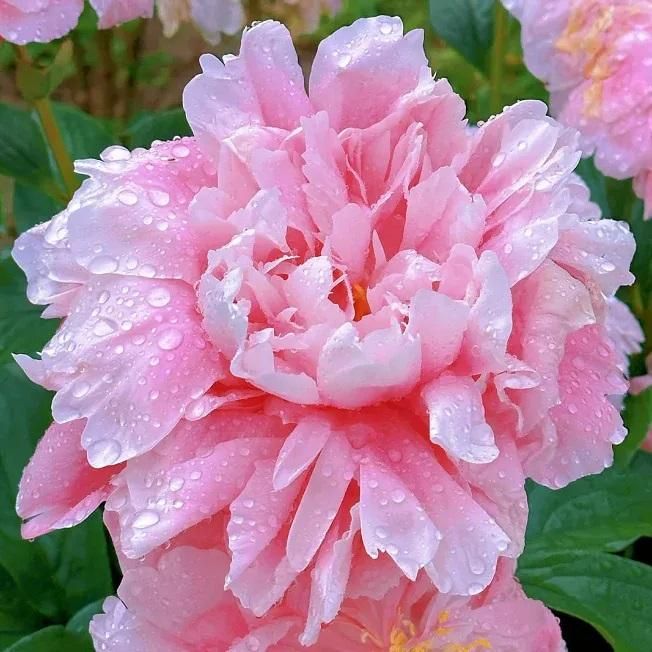 The Queen of Flowers?Peony Flower (Pack of 20) - REYNIXX