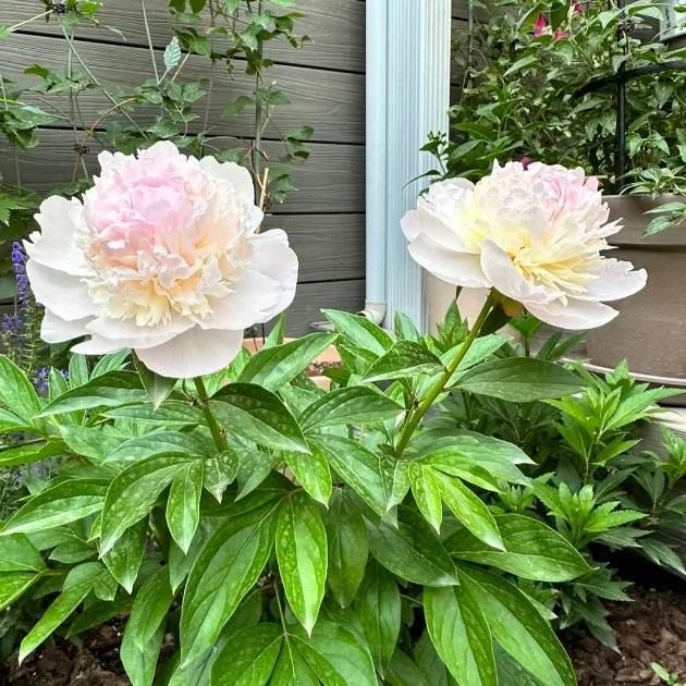 The Queen of Flowers?Peony Flower (Pack of 20) - REYNIXX