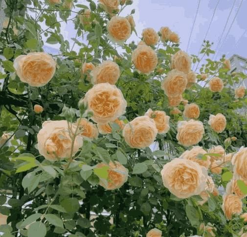Elegant Climbing Rose Flower Seeds - REYNIXX