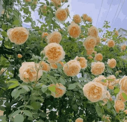 Elegant Climbing Rose Flower Seeds - REYNIXX