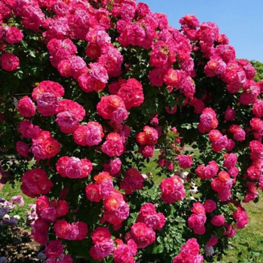 Elegant Climbing Rose Flower Seeds - REYNIXX
